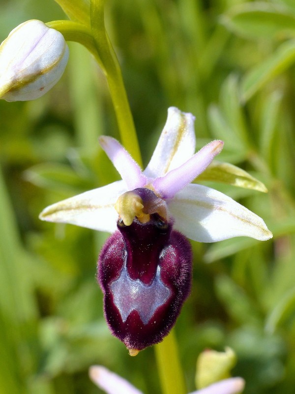 Prima fioritura di orchidee a Palena nel Parco Nazionale della Majella - maggio 2022.